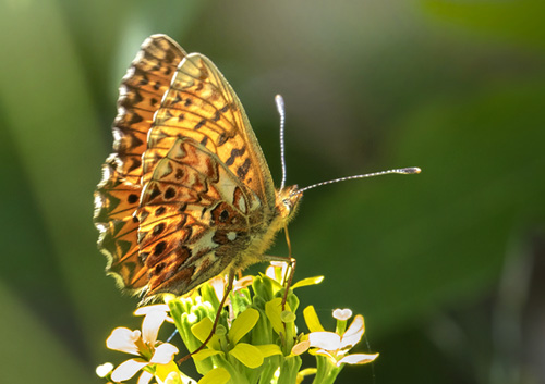 Harlekinperlemorsommerfugl, Boloria titania. Isola, 1639 m. Parc de Mercantour, Frankrig d. 7 juli 2016. Fotograf; Knud Ellegaard