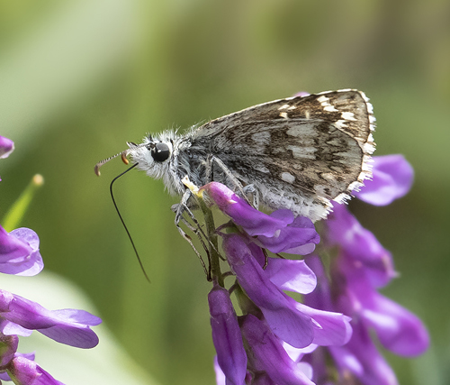 Mørkringet Bredpande, Pyrgus carthami. Valberg 1550 m., Parc de Mercantour, Alpes Maritimes d. 8 juli 2019. Fotograf; Knud Ellegaard