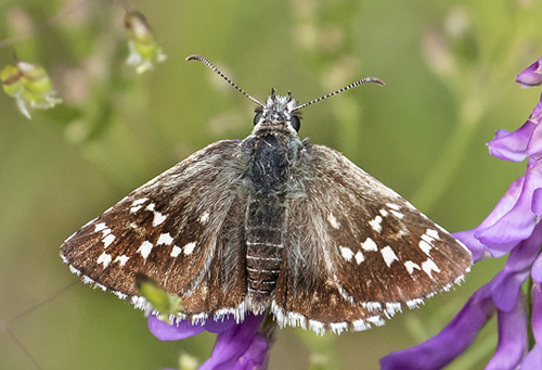 Mørkringet Bredpande, Pyrgus carthami. Valberg 1550 m., Parc de Mercantour, Alpes Maritimes d. 8 juli 2019. Fotograf; Knud Ellegaard
