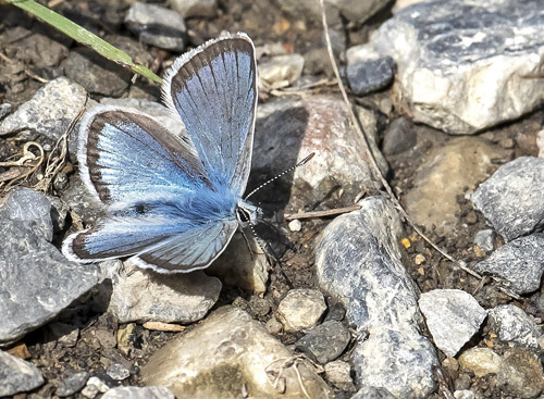 Klippeblfugl, Polyommatus eros. Valberg -Les Launes 1550 m., Parc de Mercantour, Alpes Maritimes d. 8 juli 2019. Fotograf; Knud Ellegaard