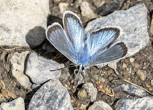 Klippeblfugl, Polyommatus eros. Valberg -Les Launes 1550 m., Parc de Mercantour, Alpes Maritimes d. 8 juli 2019. Fotograf; Knud Ellegaard