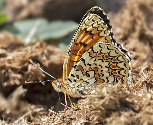 Stor Pletvinge, Melitaea phoebe. Valberg -Les Launes 1550 m., Parc de Mercantour, Alpes Maritimes d. 8 juli 2019. Fotograf; Knud Ellegaard