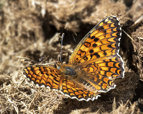 Stor Pletvinge, Melitaea phoebe. Valberg -Les Launes 1550 m., Parc de Mercantour, Alpes Maritimes d. 8 juli 2019. Fotograf; Knud Ellegaard