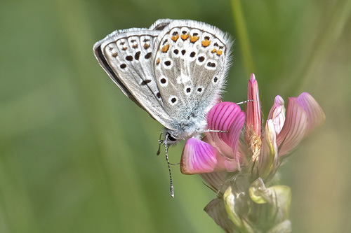 Klippeblfugl, Polyommatus eros. Valberg -Les Launes 1550 m., Parc de Mercantour, Alpes Maritimes d. 8 juli 2019. Fotograf; Knud Ellegaard