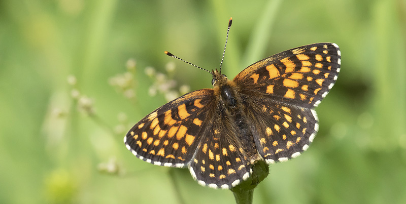 Guldpletvinge, Melitaea aurelia. Valberg 1550 m., Parc de Mercantour, Alpes Maritimes d. 8 juli 2019. Fotograf; Knud Ellegaard