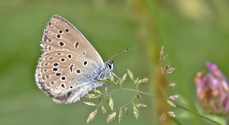 Rebels Blfugl, Phengaris rebeli hun. Les Launes Parc de Mercantour i 1550m. Frankrig d. 8 juli 2019. Fotograf; Knud Ellegaard