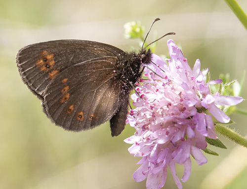 Mandel-Bjergrandøje, Erebia alberganus. Valberg -Les Launes 1550 m., Parc de Mercantour, Alpes Maritimes d. 8 juli 2019. Fotograf; Knud Ellegaard