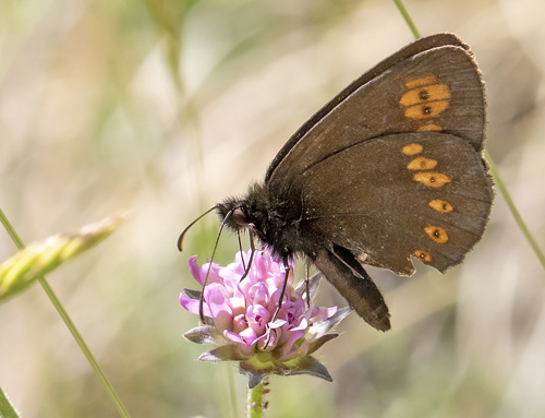 Mandel-Bjergrandøje, Erebia alberganus. Valberg -Les Launes 1550 m., Parc de Mercantour, Alpes Maritimes d. 8 juli 2019. Fotograf; Knud Ellegaard
