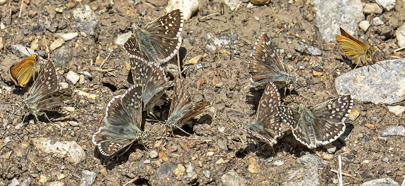 Mørkringet Bredpande, Pyrgus carthami. Valberg 1550 m., Parc de Mercantour, Alpes Maritimes d. 8 juli 2019. Fotograf; Knud Ellegaard