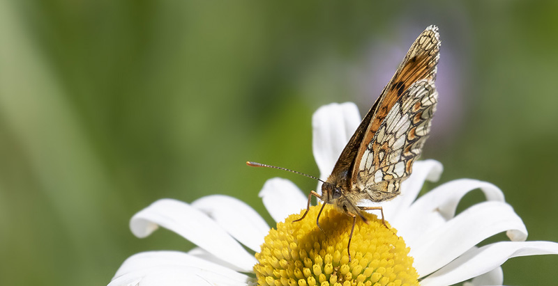 Guldpletvinge, Melitaea aurelia. Valberg 1550 m., Parc de Mercantour, Alpes Maritimes d. 8 juli 2019. Fotograf; Knud Ellegaard