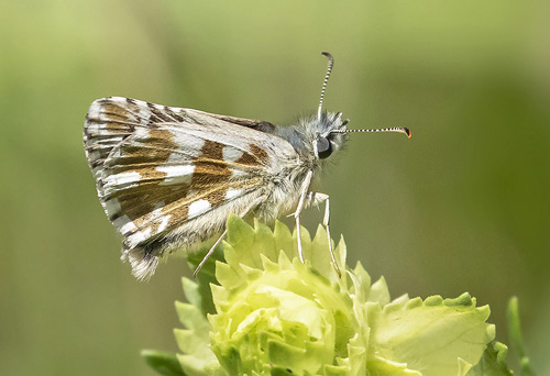 Fransk Bredpande, Pyrgus armoricanus han.  Les Launes - Valberg 1550 m., Parc de Mercantour, Alpes Maritimes d. 8 juli 2019. Fotograf; Knud Ellegaard