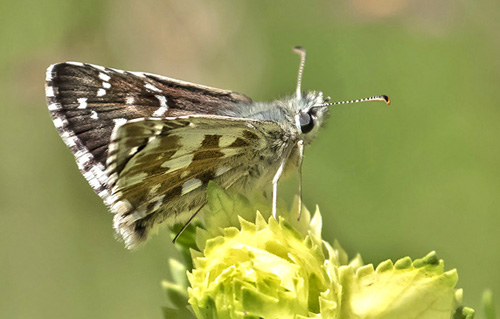 Fransk Bredpande, Pyrgus armoricanus han.  Les Launes - Valberg 1550 m., Parc de Mercantour, Alpes Maritimes d. 8 juli 2019. Fotograf; Knud Ellegaard