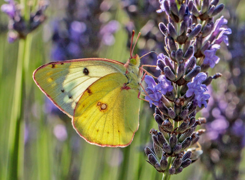 Sydlig Hsommerfugl, Colias alfacariensis. Rimplas 1050 m., Parc de Mercantour, Alpes Maritimes d. 6  juli 2019. Fotograf; John S. Petersen