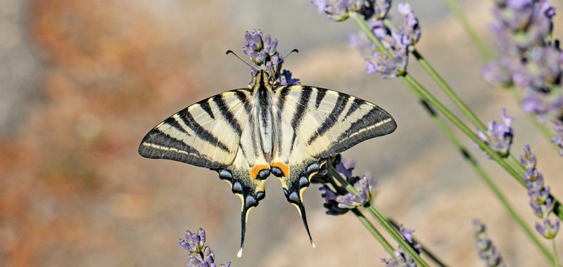 Sydeuropisk Svalehale, Iphiclides podalirius. Rimplas 1050 m., Parc de Mercantour, Alpes Maritimes d. 5 juli 2019. Fotograf; John S. Petersen