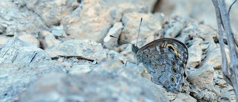 Skovvejrandje, Lasiommata maera. Rimplas 1050 m., Parc de Mercantour, Alpes Maritimes d. 5 juli 2019. Fotograf; John S. Petersen