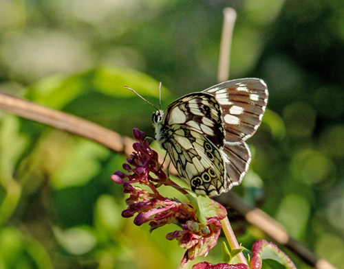 Skakbrtrandje, Melanargia galathea. Rimplas 1050 m., Alpes Maritimes, Frankrig d. 5 juli 2019. Fotograf; John S. Petersen