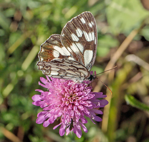 Skakbrtrandje, Melanargia galathea. Rimplas 1050 m., Alpes Maritimes, Frankrig d. 5 juli 2019. Fotograf; John S. Petersen