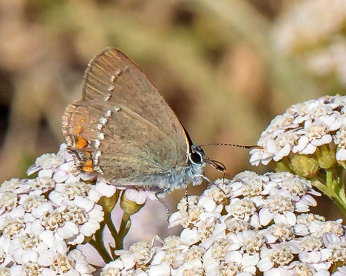 Lille Slensommerfugl, Satyrium acaciae. Rimplads, Parc de Mercantour, Alpes Maritimes d. 5 juli 2019. Fotograf;  John S. Petersen