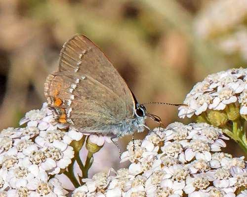 Lille Slensommerfugl, Satyrium acaciae. Rimplads, Parc de Mercantour, Alpes Maritimes d. 5 juli 2019. Fotograf;  John S. Petersen