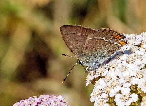 Lille Slensommerfugl, Satyrium acaciae. Rimplads, Parc de Mercantour, Alpes Maritimes d. 5 juli 2019. Fotograf;  John S. Petersen