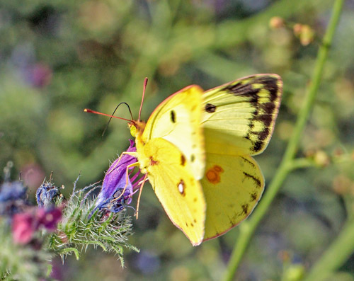 Sydlig Hsommerfugl, Colias alfacariensis. Rimplas 1050 m., Parc de Mercantour, Alpes Maritimes d. 5  juli 2019. Fotograf; John S. Petersen