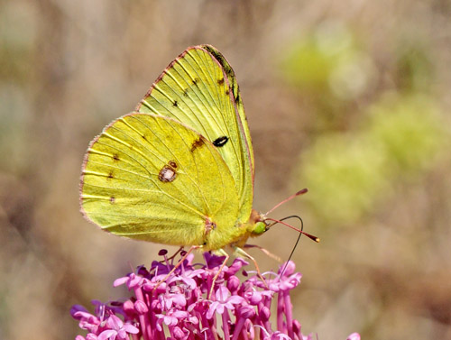 Sydlig Hsommerfugl, Colias alfacariensis. Rimplas 1050 m., Parc de Mercantour, Alpes Maritimes d. 5  juli 2019. Fotograf; John S. Petersen