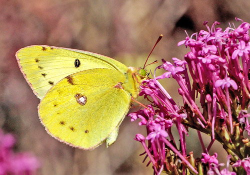 Sydlig Hsommerfugl, Colias alfacariensis. Rimplas 1050 m., Parc de Mercantour, Alpes Maritimes d. 5  juli 2019. Fotograf; John S. Petersen