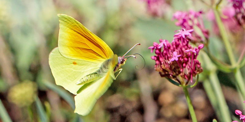 Orange Citronsommerfugl, Gonepteryx cleopatra han. Rimplas, Alpes -Maritimes, Frankrig d. 5 juli 2019. Fotograf; John S. Petersen