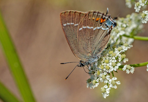 Bltorn, Satyrium spini. Rimplads, Parc de Mercantour, Alpes Maritimes d. 5 juli 2019. Fotograf;  John S. Petersen