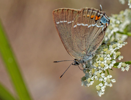 Bltorn, Satyrium spini. Rimplads, Parc de Mercantour, Alpes Maritimes d. 5 juli 2019. Fotograf;  John S. Petersen