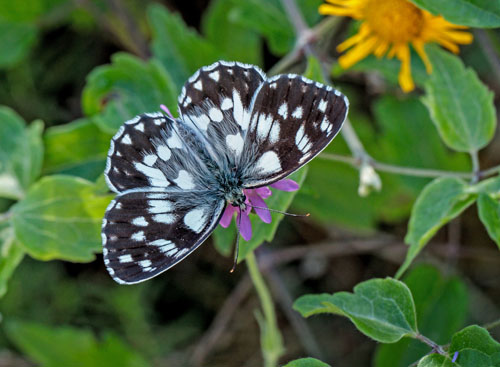 Skakbrtrandje, Melanargia galathea. Rimplas 1050 m., Alpes Maritimes, Frankrig d. 5 juli 2019. Fotograf; John S. Petersen