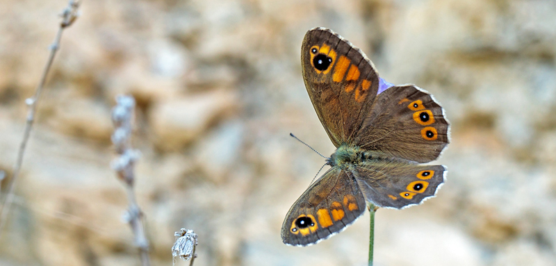 Skovvejrandje, Lasiommata maera. Rimplas 1050 m., Parc de Mercantour, Alpes Maritimes d. 5 juli 2019. Fotograf; John S. Petersen