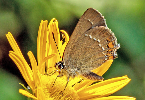 Lille Slensommerfugl, Satyrium acaciae. Rimplads, Parc de Mercantour, Alpes Maritimes d. 5 juli 2019. Fotograf;  John S. Petersen