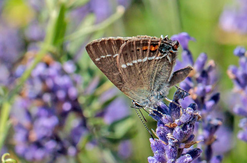 Bltorn, Satyrium spini. Rimplads, Parc de Mercantour, Alpes Maritimes d. 5 juli 2019. Fotograf;  John S. Petersen