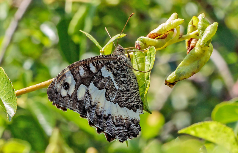 Bndet Randje, Brintesia circe. Rimplas 1050 m., Parc de Mercantour, Alpes Maritimes d. 5 juli 2019. Fotograf; John S. Petersen