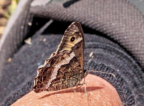 Klipperandøje, Hipparchia alcyone. Rimplas 1050 m., Parc de Mercantour, Alpes Maritimes d. 5 juli 2019. Fotograf; John S. Petersen