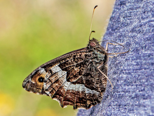 Klipperandøje, Hipparchia alcyone. Rimplas 1050 m., Parc de Mercantour, Alpes Maritimes d. 5 juli 2019. Fotograf; John S. Petersen