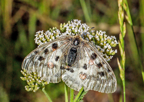 Apollo, Parnassius apollo ssp.: provincialis (Kheil, 1906). Isola, 1212 m. Parc de Mercantour, Alpes-Maritimes, Frankrig d. 6 juli 2016. Fotograf;  John S. Petersen