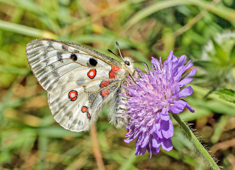 Apollo, Parnassius apollo ssp.: provincialis (Kheil, 1906). Isola, 1212 m. Parc de Mercantour, Alpes-Maritimes, Frankrig d. 6 juli 2016. Fotograf;  John S. Petersen