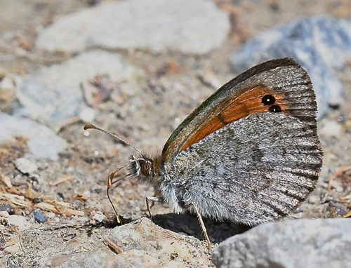 Messingbjergrandøje, Erebia cassioides. Val di Fumo 1780m., Südtirol 1780m., Italien d. 5 juli 2019. Fotograf; John Vergo