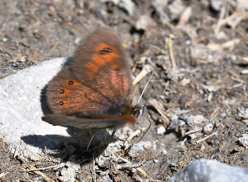 Messingbjergrandje, Erebia cassioides. Val di Fumo 1780m., Sdtirol 1780m., Italien d. 5 juli 2019. Fotograf; John Vergo