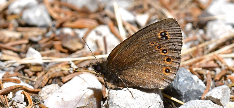 Brunkllet Skovbjergrandje, Erebia medusa. Val Di Fumo 1780m., Trentino, Italien