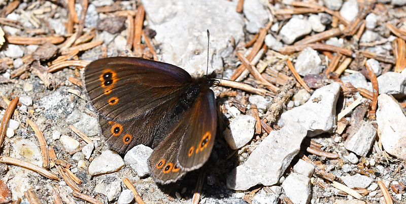 Brunkllet Skovbjergrandje, Erebia medusa. Val Di Fumo 1780m., Trentino, Italien