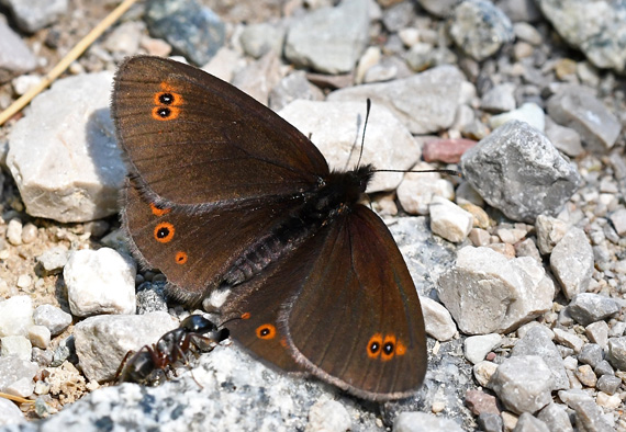 Sortkllet Skovbjergrandje, Erebia oeme. Val Di Fumo 1780 m., Trentino, Italien d. 5 juli 2019. Fotograf; John Vergo