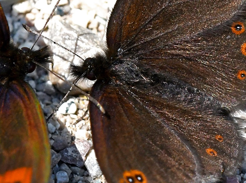 Sortkllet Skovbjergrandje, Erebia oeme. Val Di Fumo 1780 m., Trentino, Italien d. 5 juli 2019. Fotograf; John Vergo