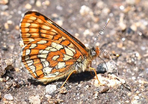 Mellempletvinge, Euphydryas intermedia. Val Di Fumo 1780 m., Trentino, Italien d. 5 juli 2019. Fotograf; John Vergo