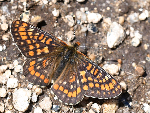 Mellempletvinge, Euphydryas intermedia. Val Di Fumo 1780 m., Trentino, Italien d. 5 juli 2019. Fotograf; John Vergo