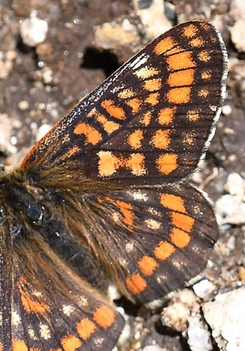 Mellempletvinge, Euphydryas intermedia.  Val Di Fumo 1780 m., Trentino, Italien d. 5 juli 2019. Fotograf; John Vergo