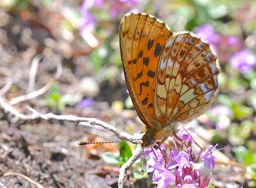 Thors Perlemorsommerfugl, Boloria thore ssp. thore (Hbner, 1806).  Val Di Fumo 1780 m., Trentino, Italien d. 5 juli 2019. Fotograf; John Vergo