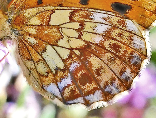 Thors Perlemorsommerfugl, Boloria thore ssp. thore (Hbner, 1806).  Val Di Fumo 1780 m., Trentino, Italien d. 5 juli 2019. Fotograf; John Vergo